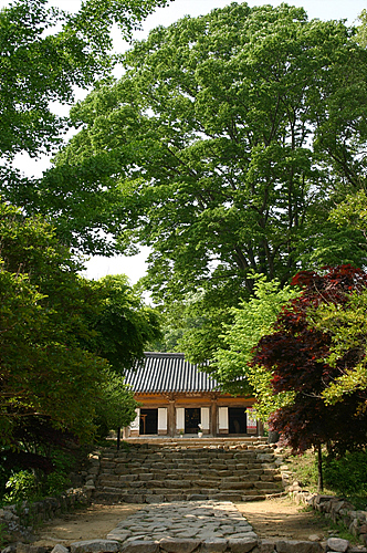 해탈문에 들어서면 보이는 커다란 느티나무와 극락보전의 조화로운 모습 